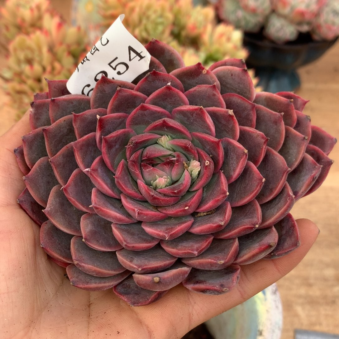 6254杂交多肉老桩