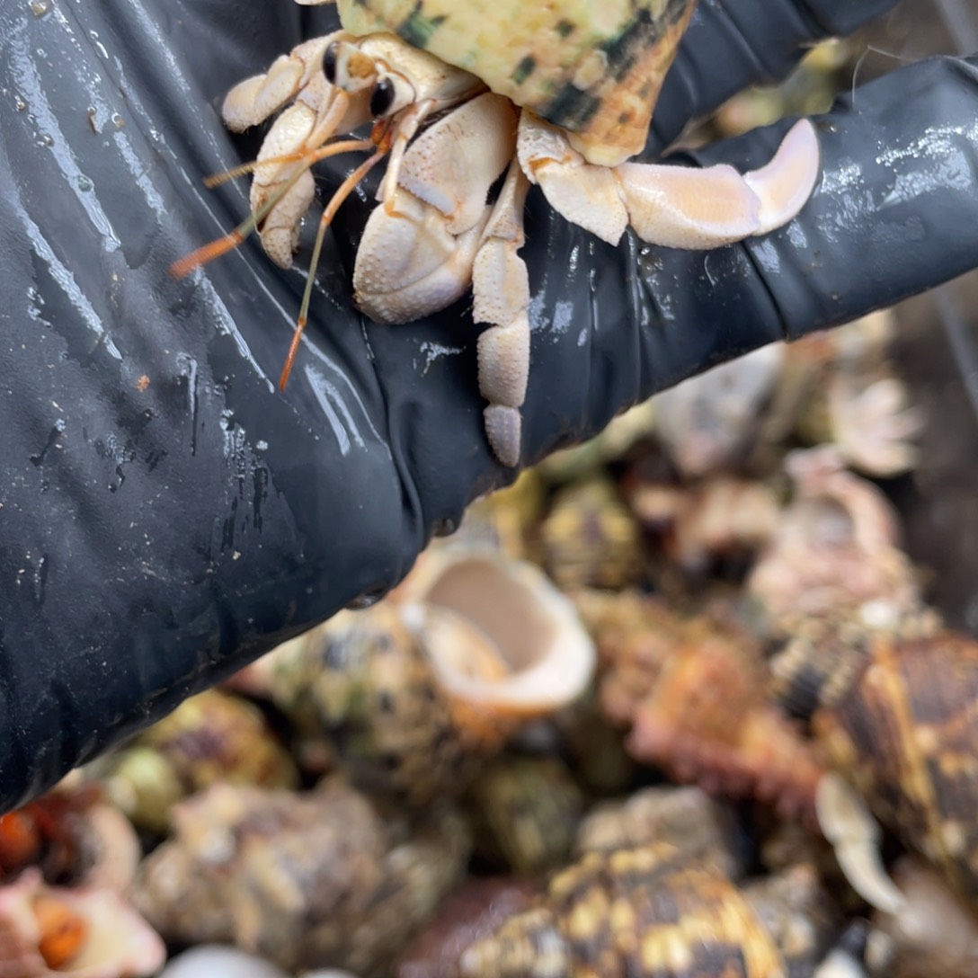 不退不换活体宠物87