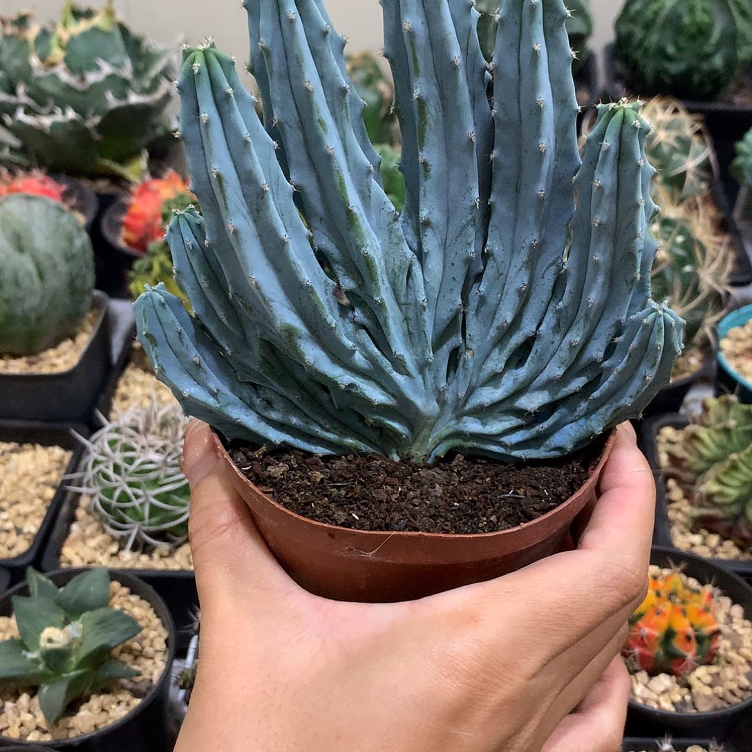 当前无花栽培后可以开花龙神木缀化仙人球