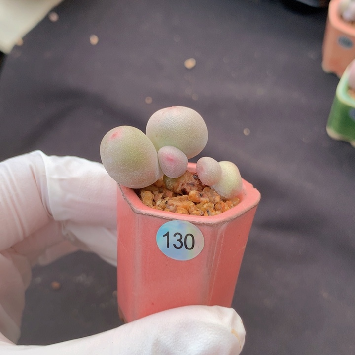 130号 米可双头 一物一拍