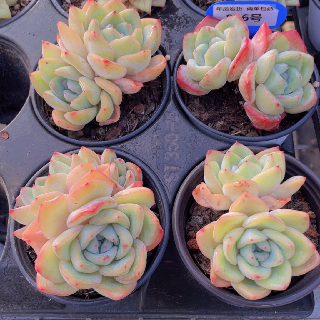 846号老桩全状态草莓泡芙一个