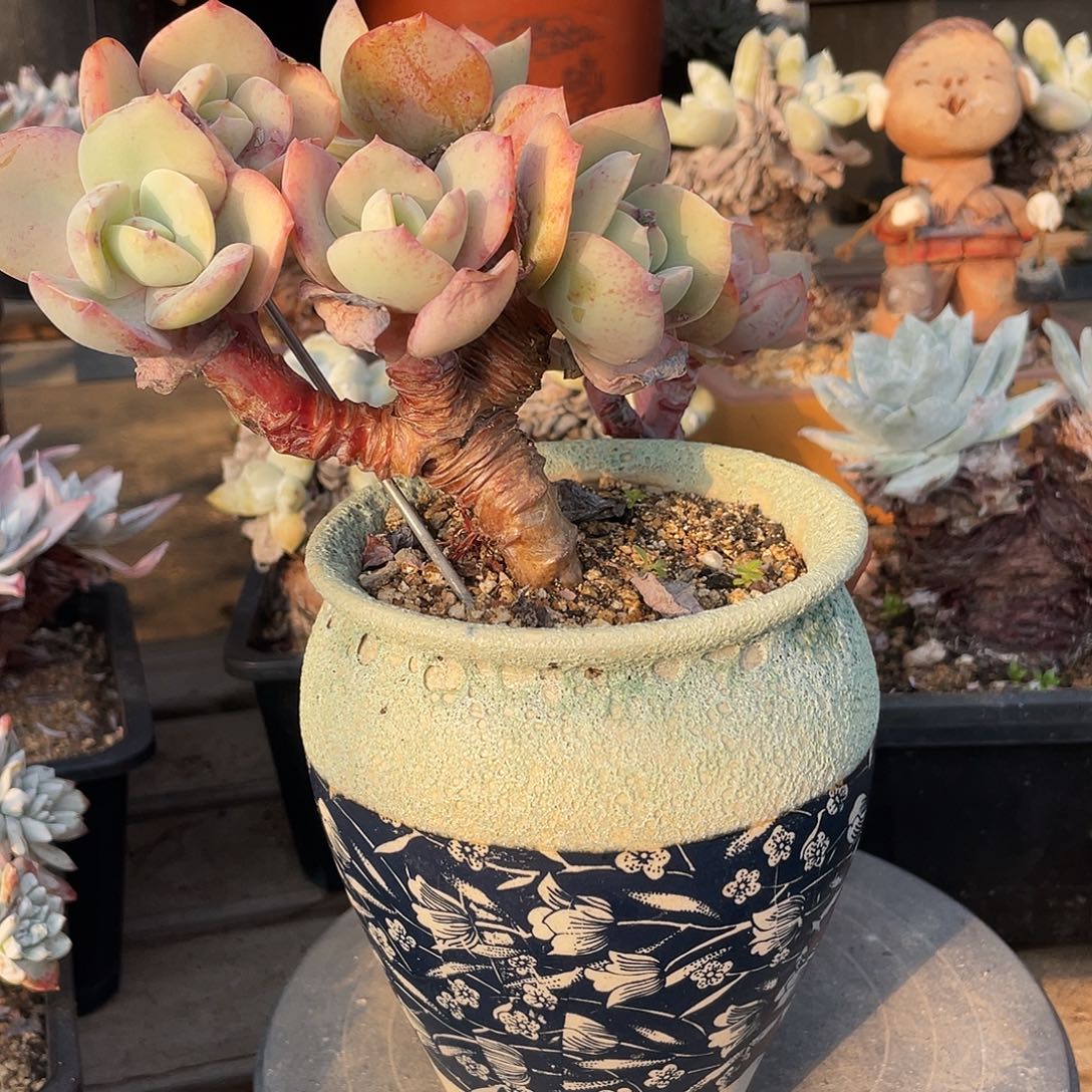 K****韩凤凰啊啊啊啊啊啊