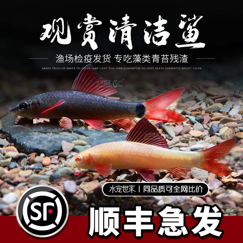 清道夫鱼彩虹鲨金苔鼠淡水发货专吃鱼缸粪便热带观赏鱼清洁工具鱼