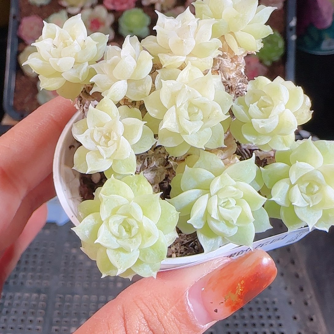 1107---60一物一拍