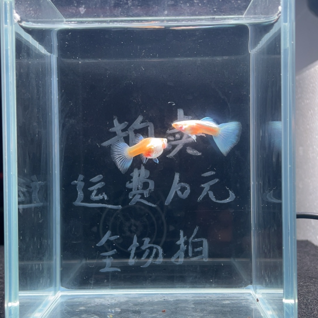 孔雀鱼蓝白鸥翼一对