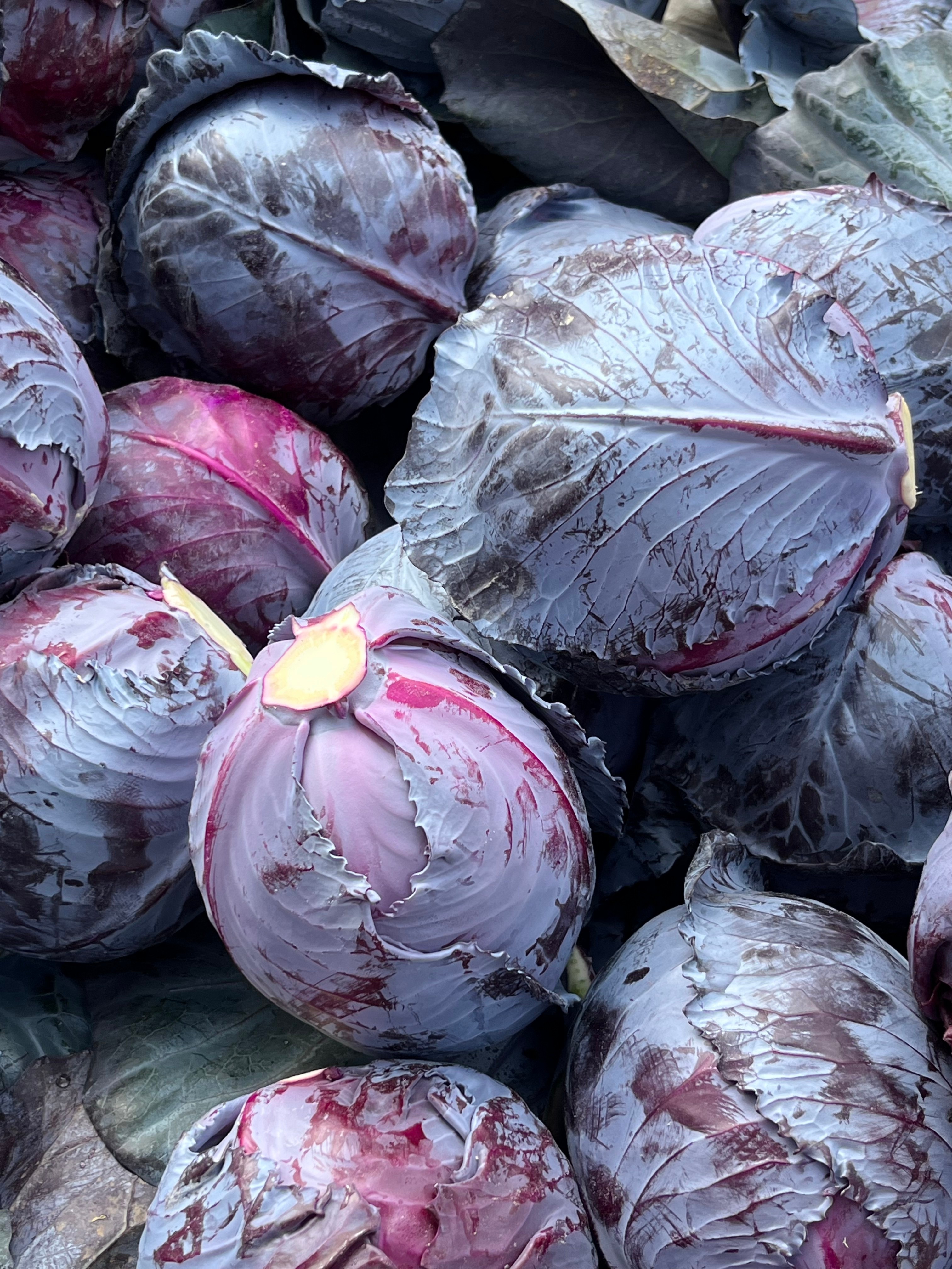 云南露天农家种紫甘蓝紫色包菜新鲜卷心菜时令沙拉菜现砍现发新鲜