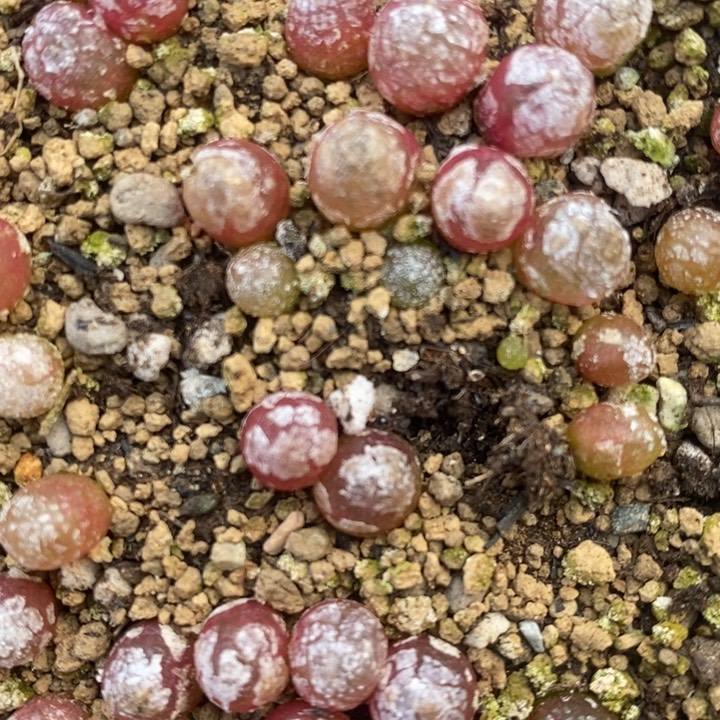 小灯泡2颗一组一组