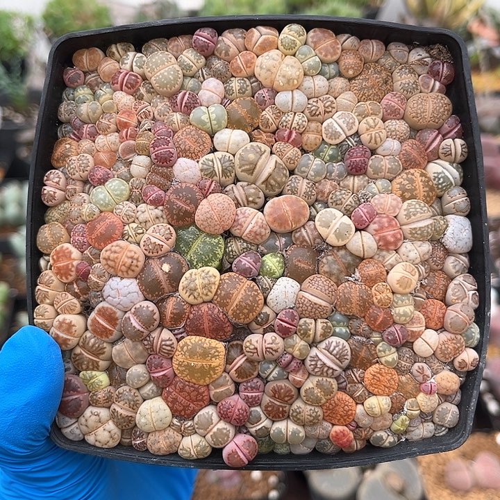 517 石生花彩套 带盆土