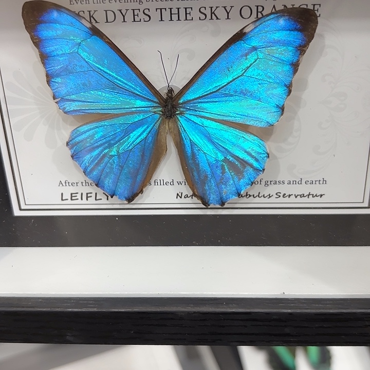 洋****蝴蝶标本定制449@