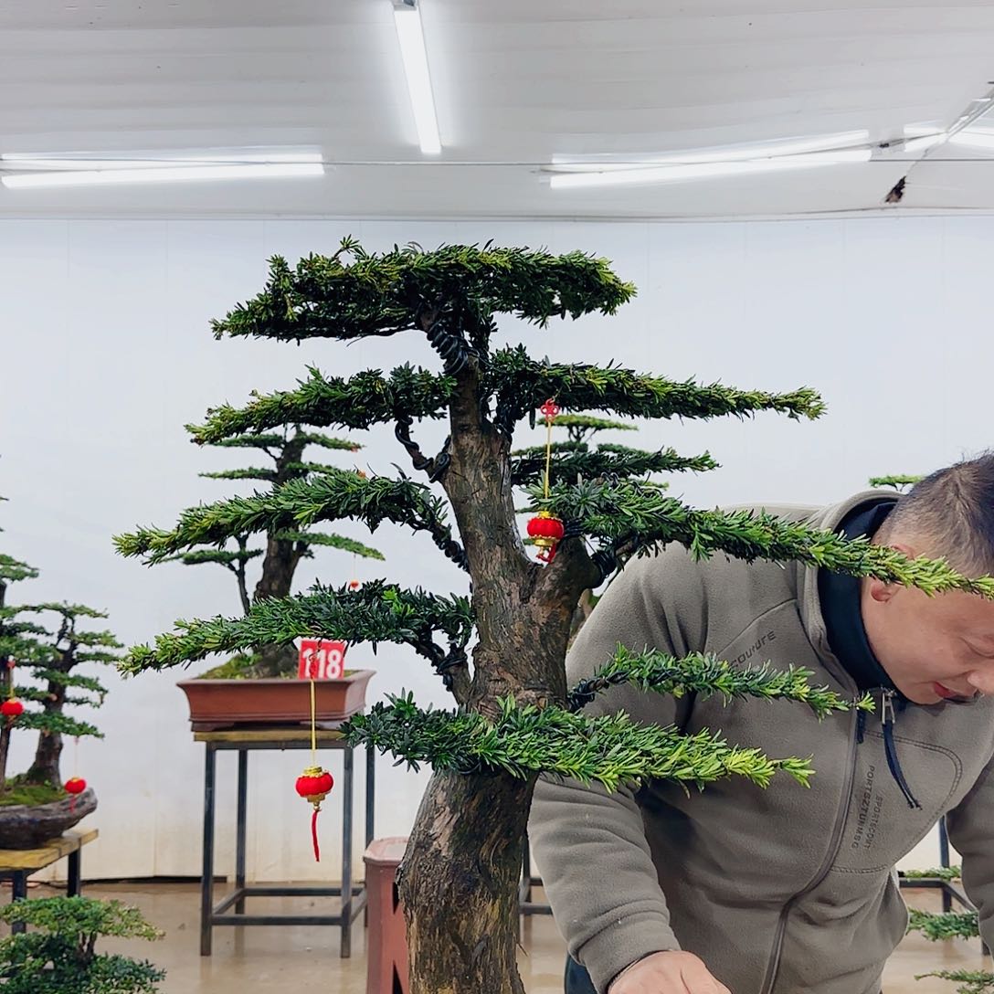 逍**客盆景制作过程非常