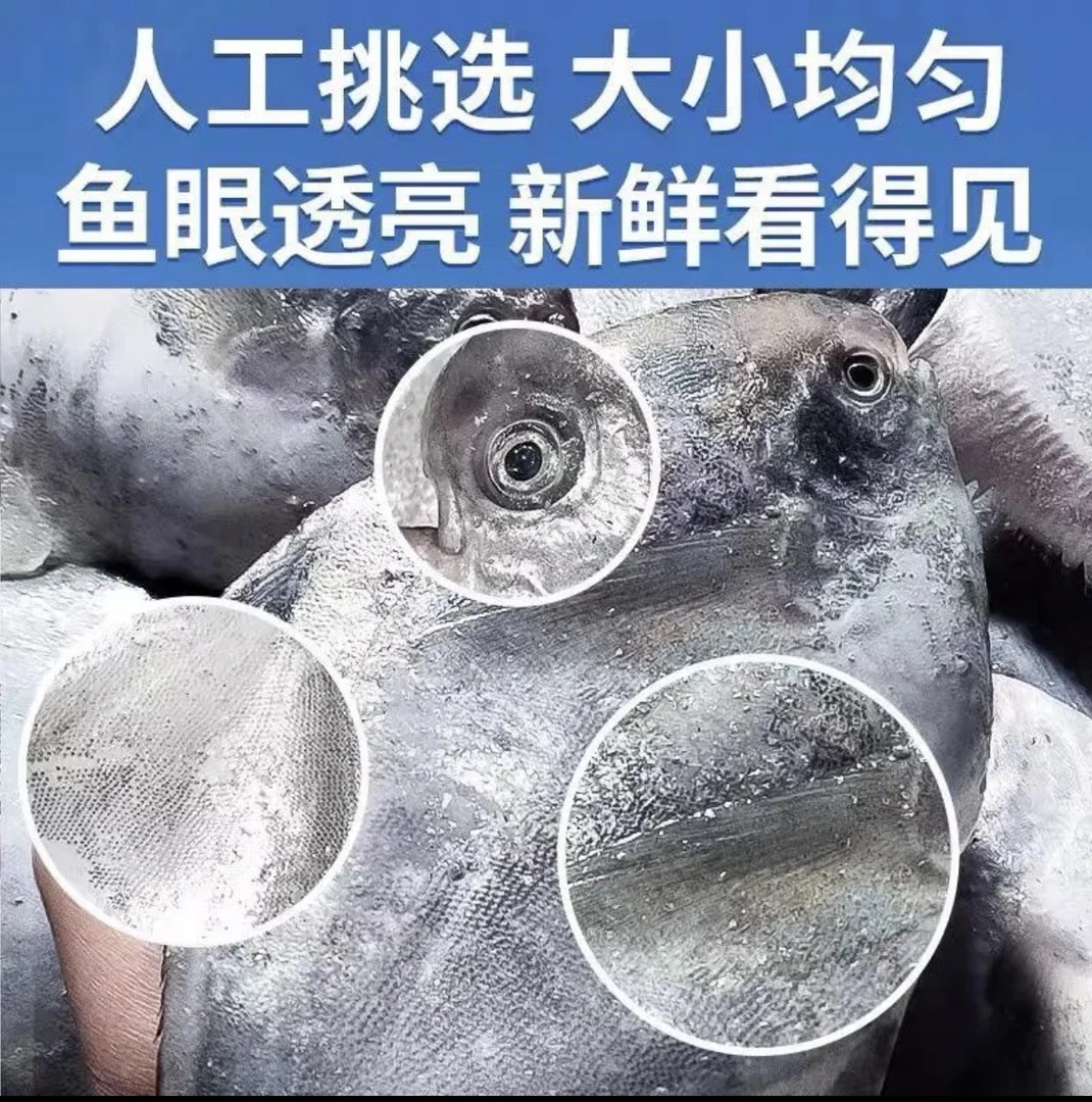 海捕野生银鲳鱼5条一斤，5斤顺丰包邮，新鲜速冻