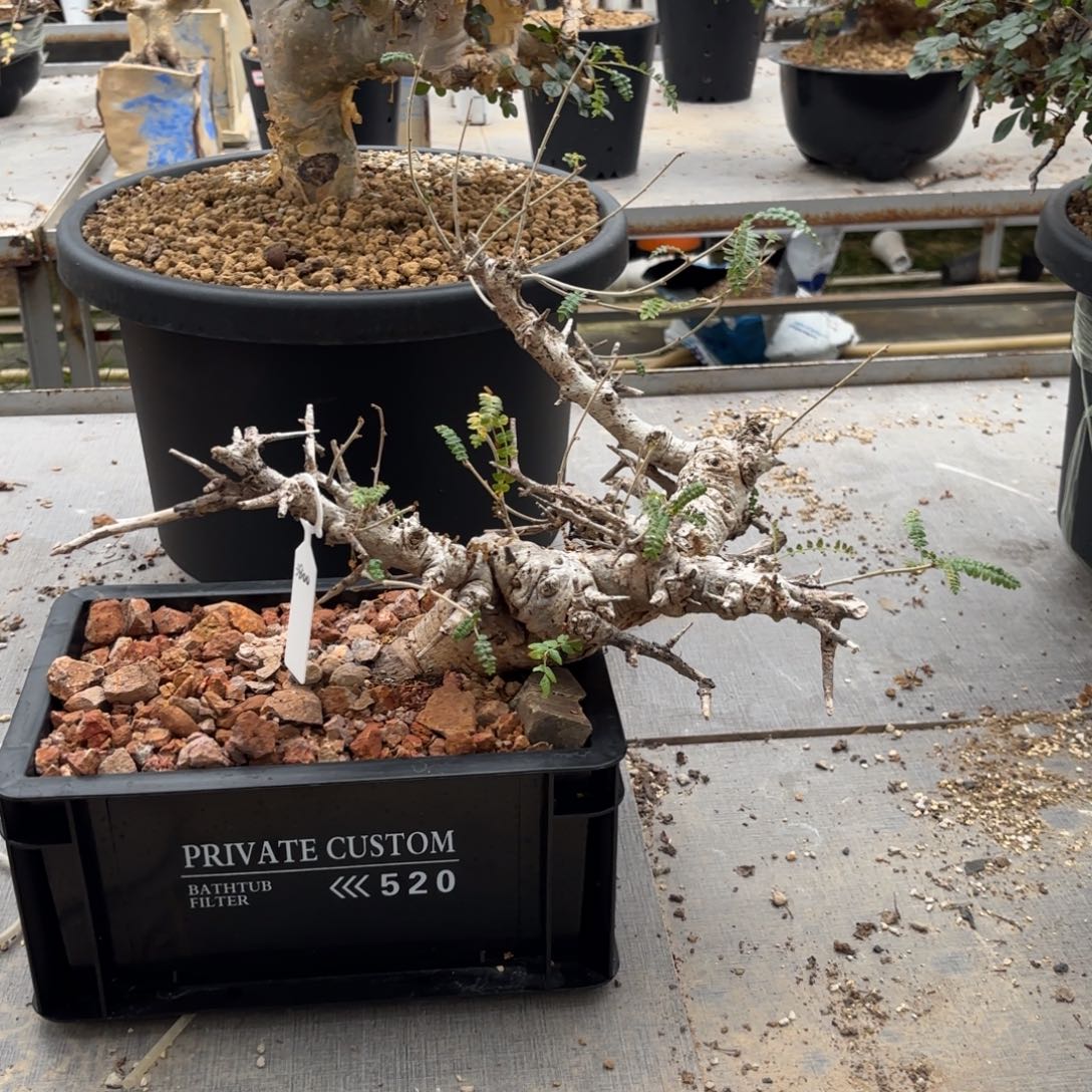 木 尼勒达乳香带盆土