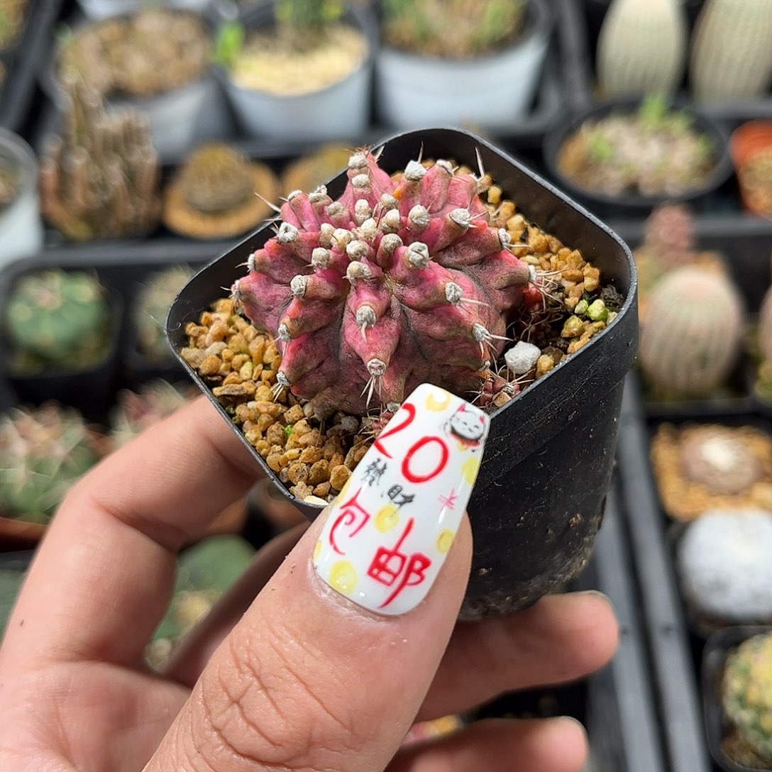 海神钻石锦单头发货有根