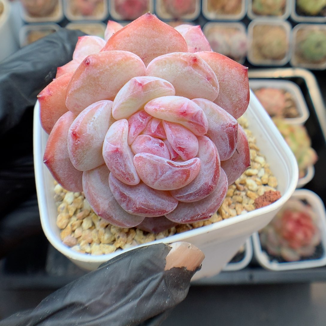 多肉植物。 星影3头7