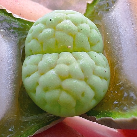 【闪购商品】20170