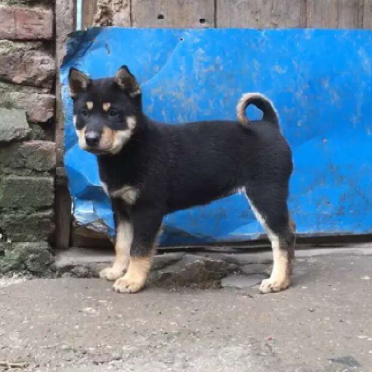 广西田园犬狗狗活体