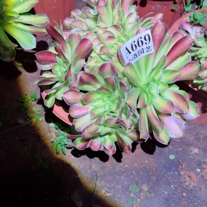 669韶华缀化多肉植物满28包邮