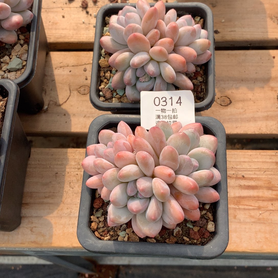 9厘米三头香水多肉0314