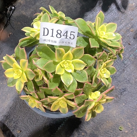 1845艳日辉多肉发货叶片有黑斑
