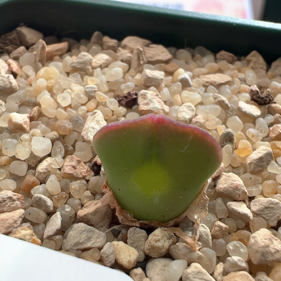 931。青蛙优选大眼空蝉。