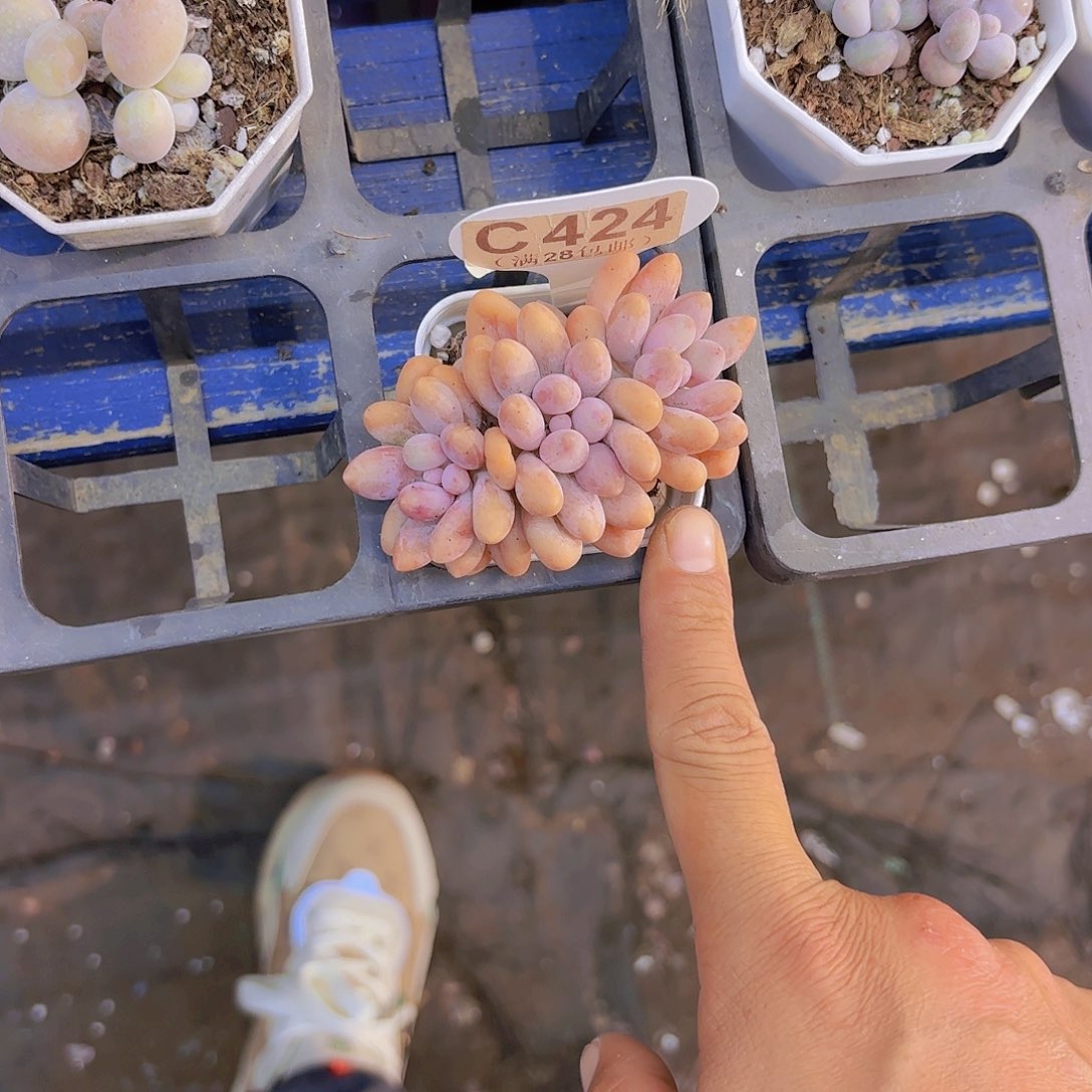 C424桃花奶一物一拍