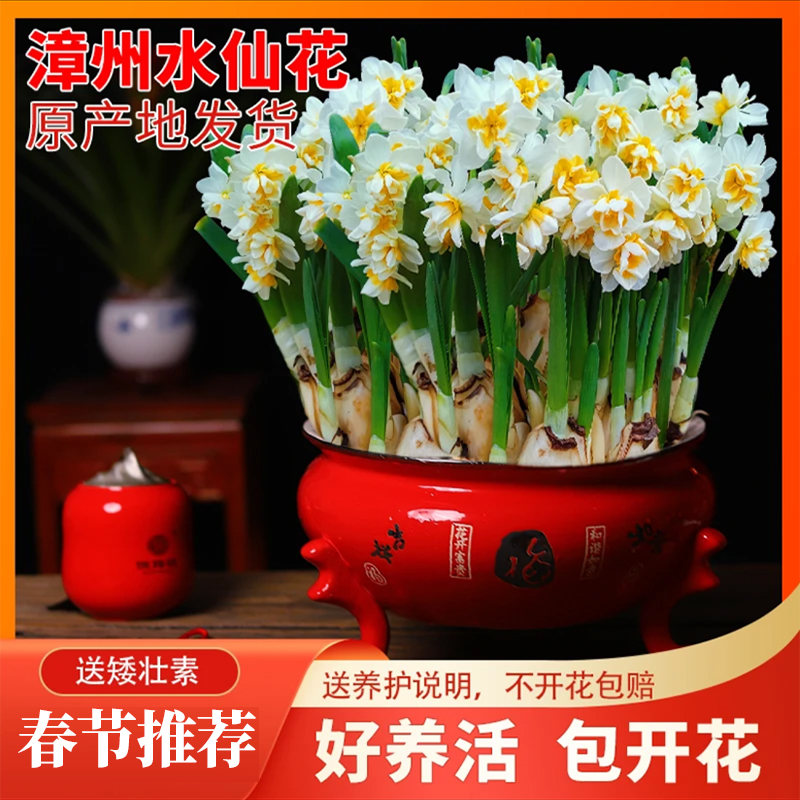 正宗漳州水仙花种球单瓣重瓣水培鲜花居家盆栽花卉绿植种子年宵花