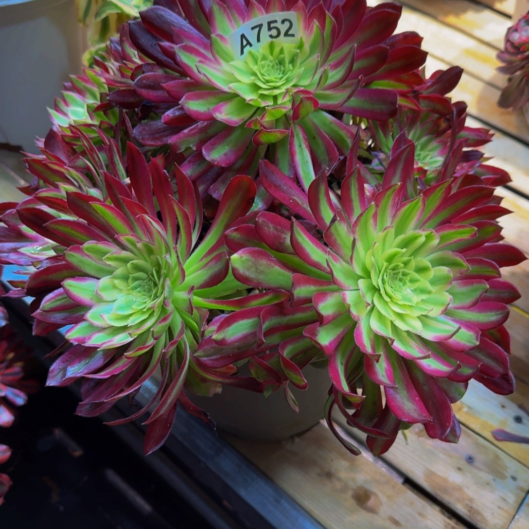 ****а752多肉植物法师号