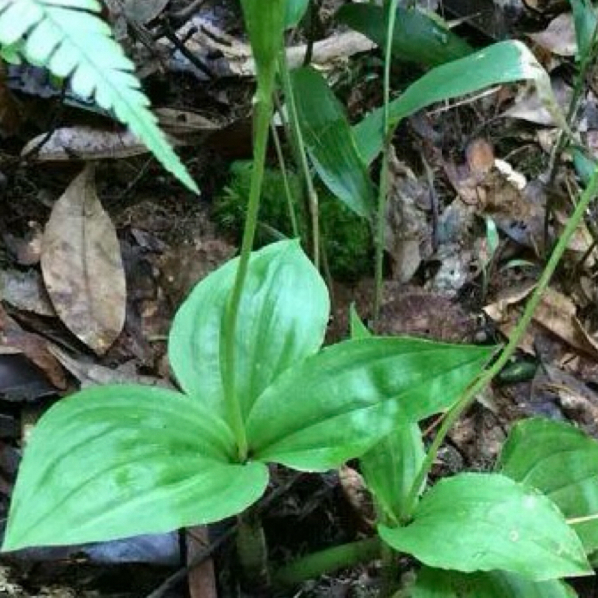 【蛟哥土特产】高山见血清