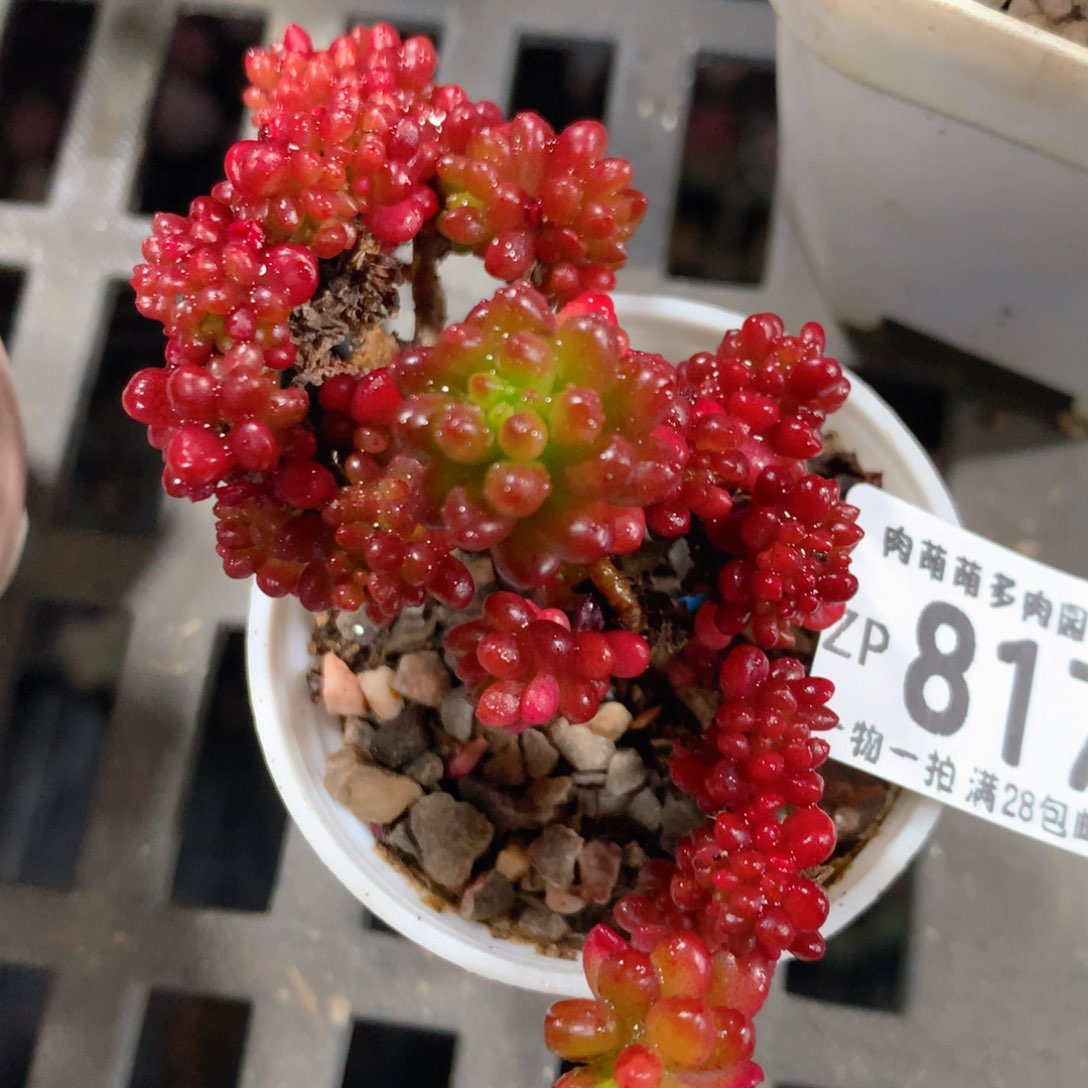 5CM拇指盆精控多肉ZP817