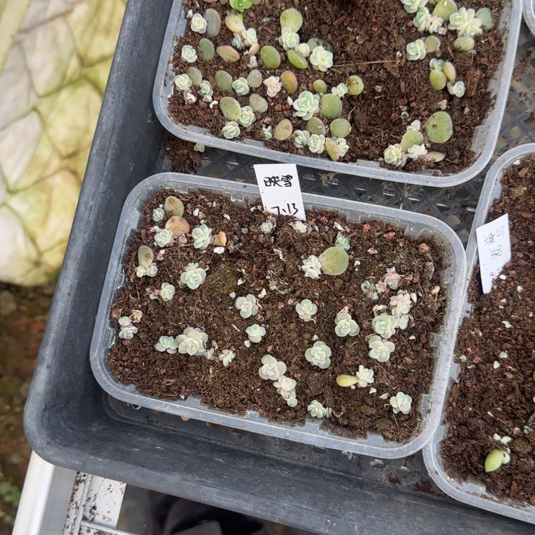 映雪穴一个满25包邮