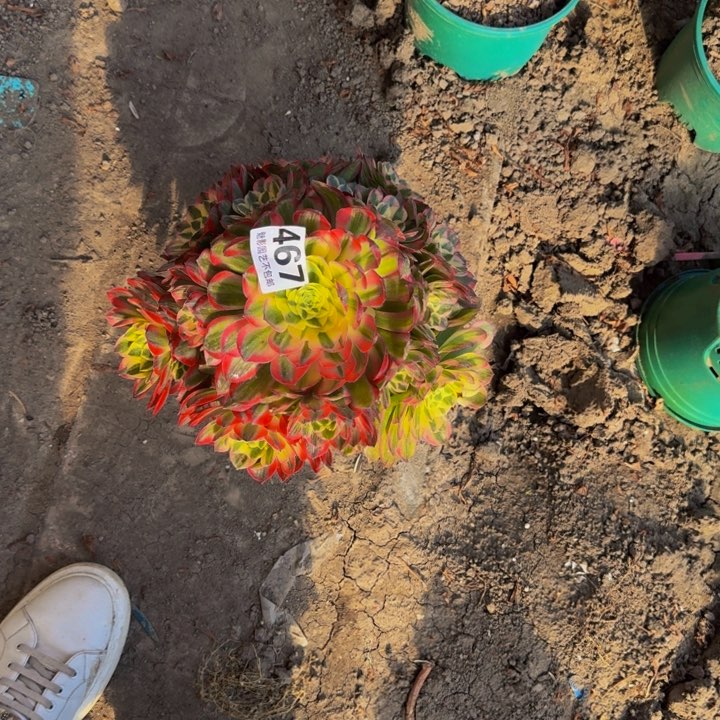 海王花27-17包邮花花