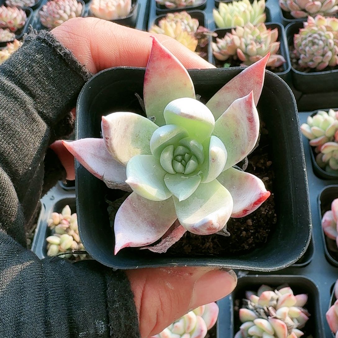 【满20包邮】零下拍保温箱