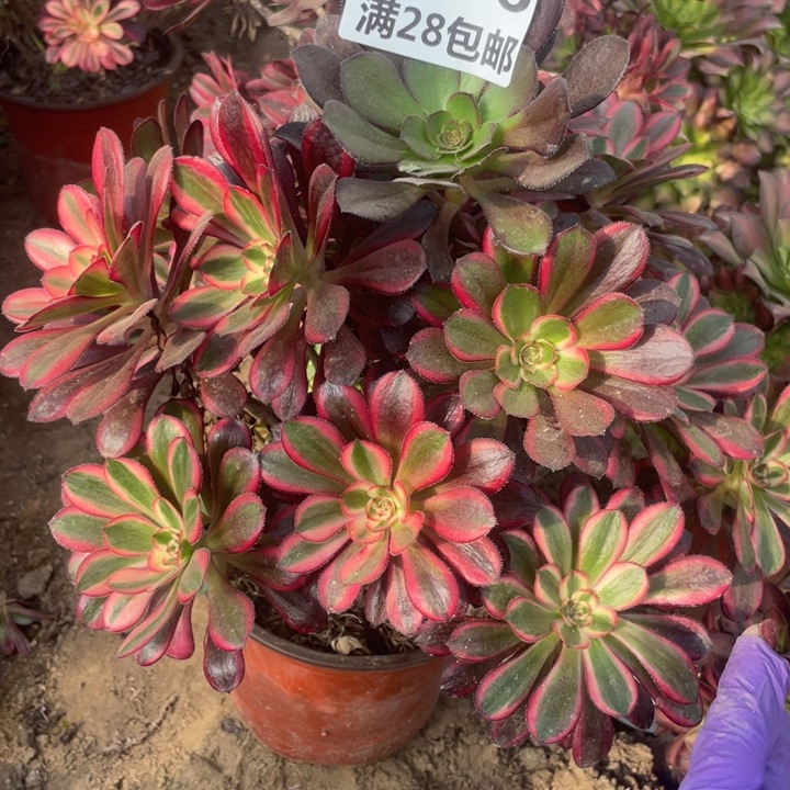 m**o1956香奈尔母本多肉一号棚B