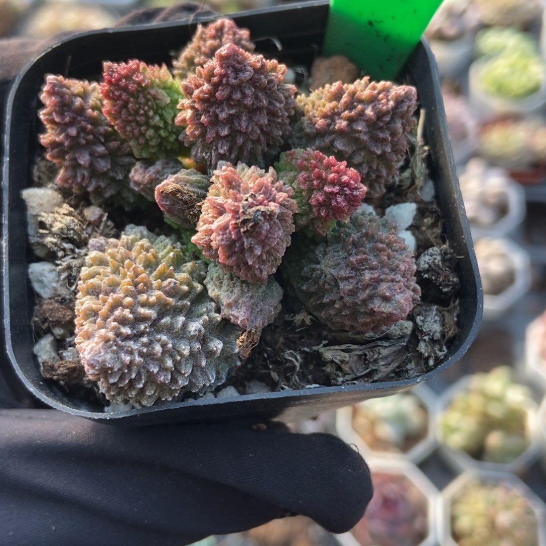 972朱子玉多肉植物多肉