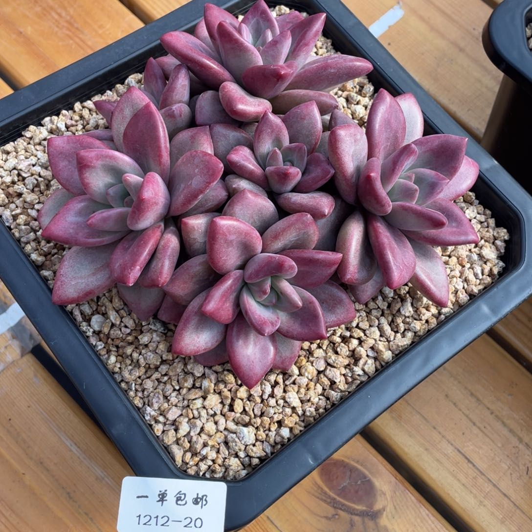 m***洋1212-20-赫菲。。。。。。。。