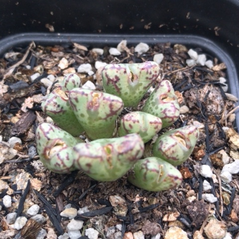 多肉肉锥 火大春传玉