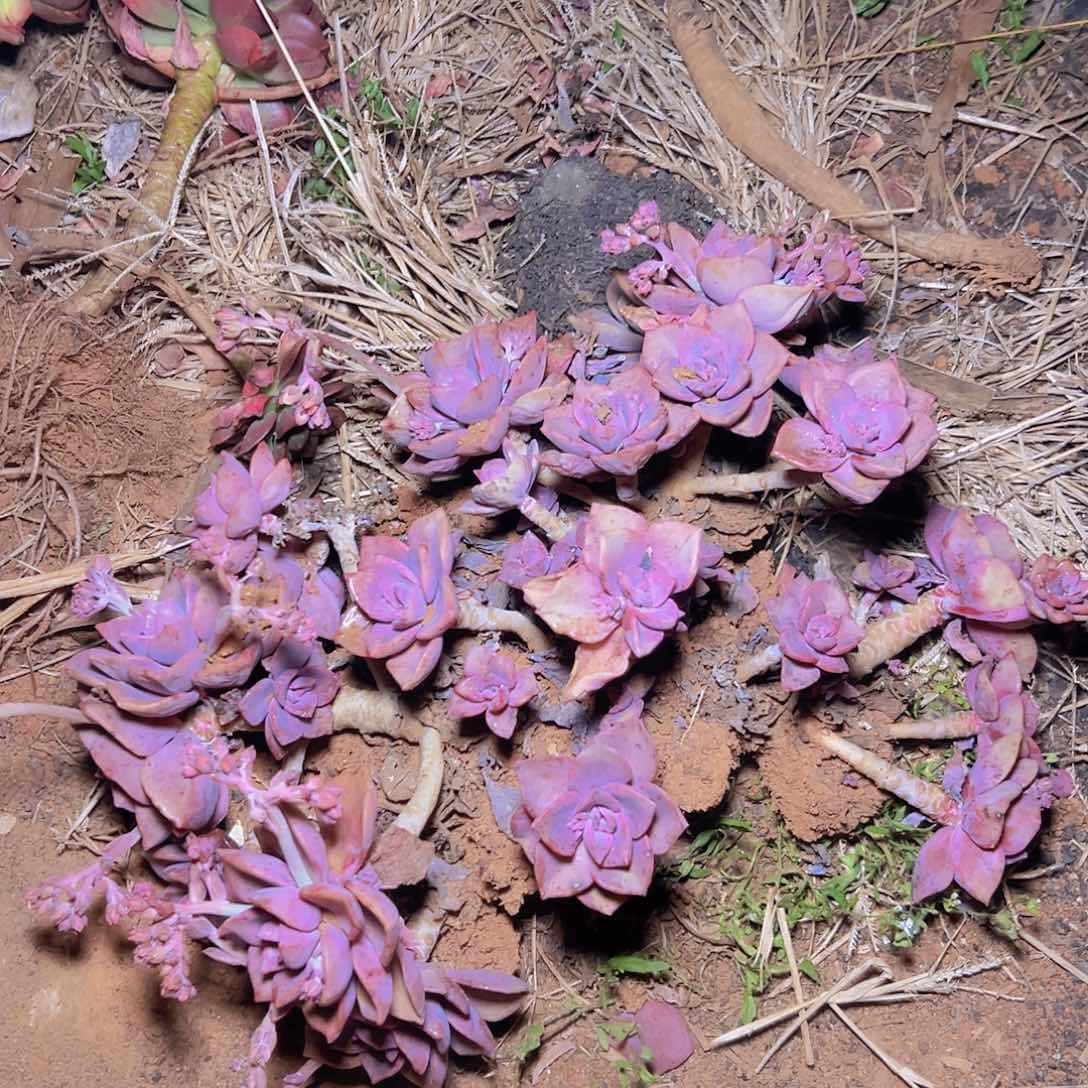 彩虹糖多肉一棵发货 