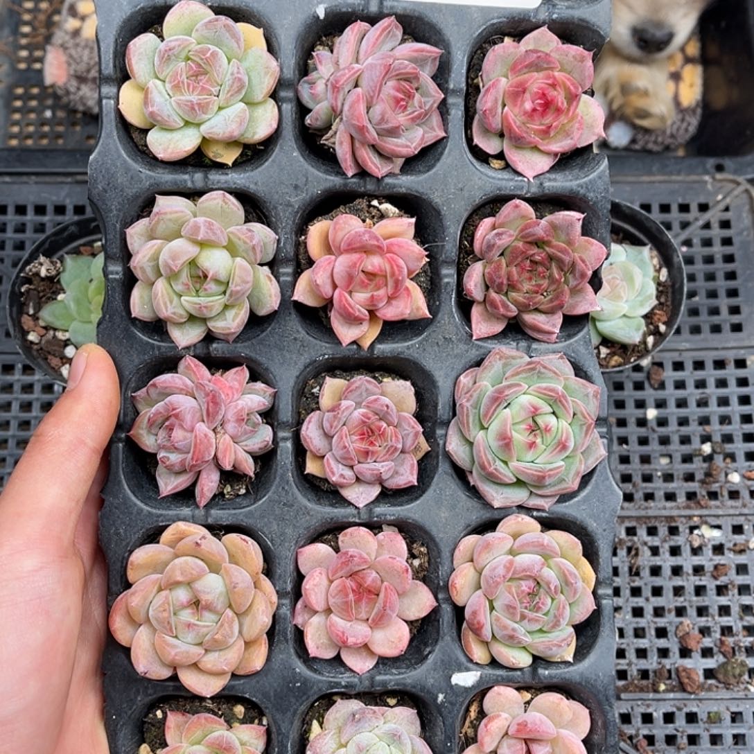 多肉一物一拍21-110