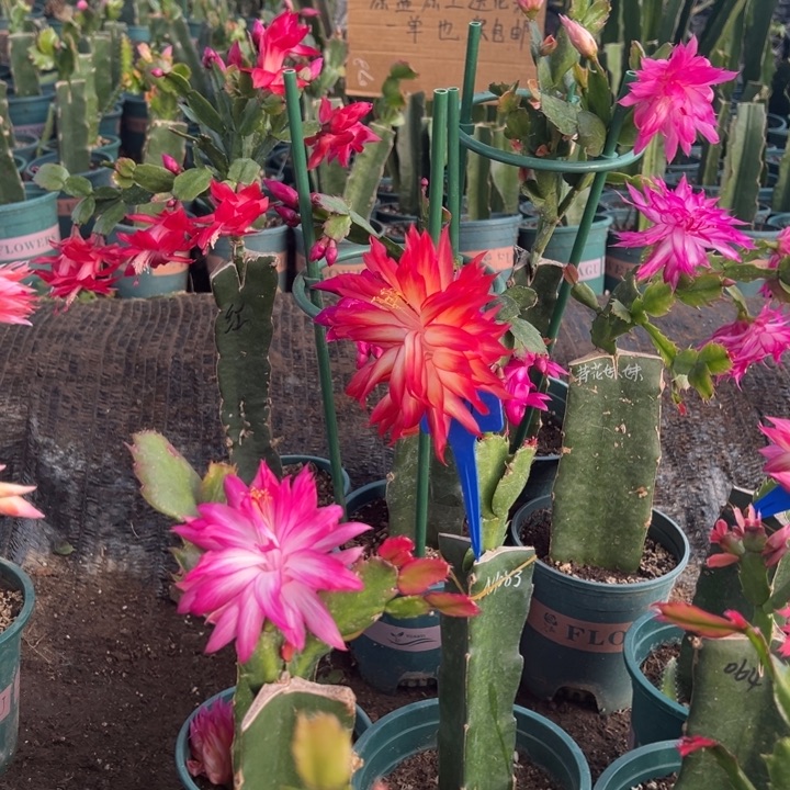 偏***你1号018黄色花0000