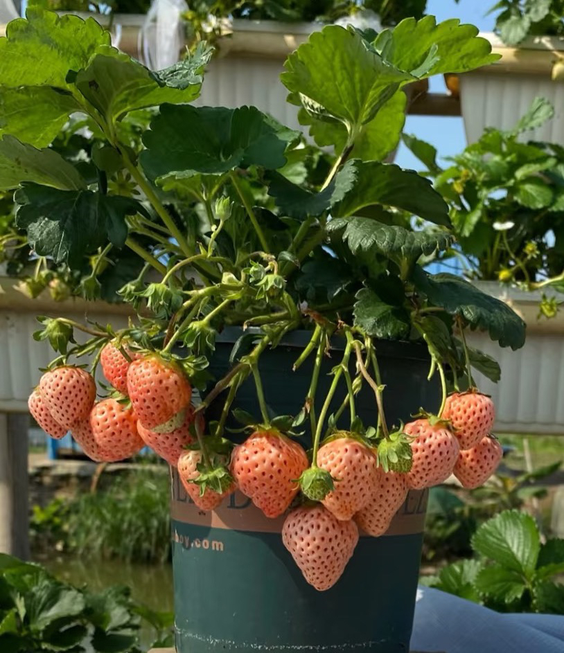 粉玉2号草莓苗盆栽一物一拍土球发货