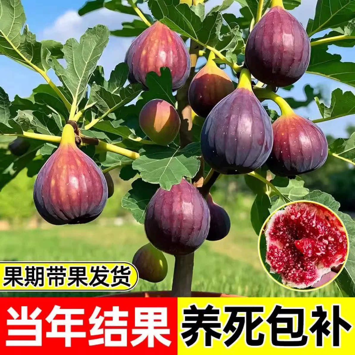 无花果苗大苗带果易养活