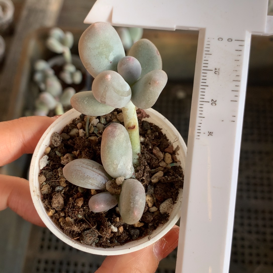 米可奶 不满28发到付，发一片叶，~