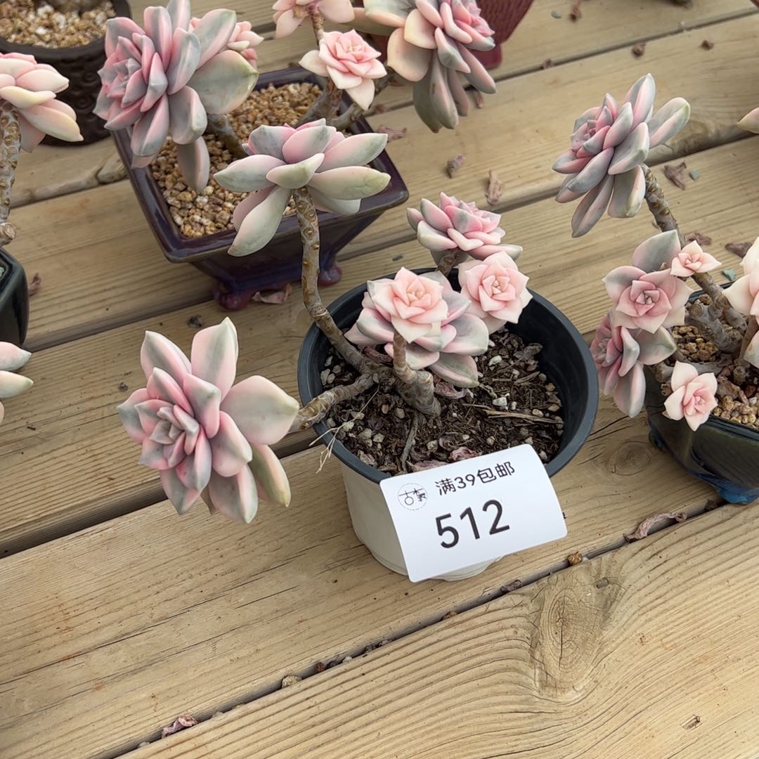 512紫乐锦老桩多肉