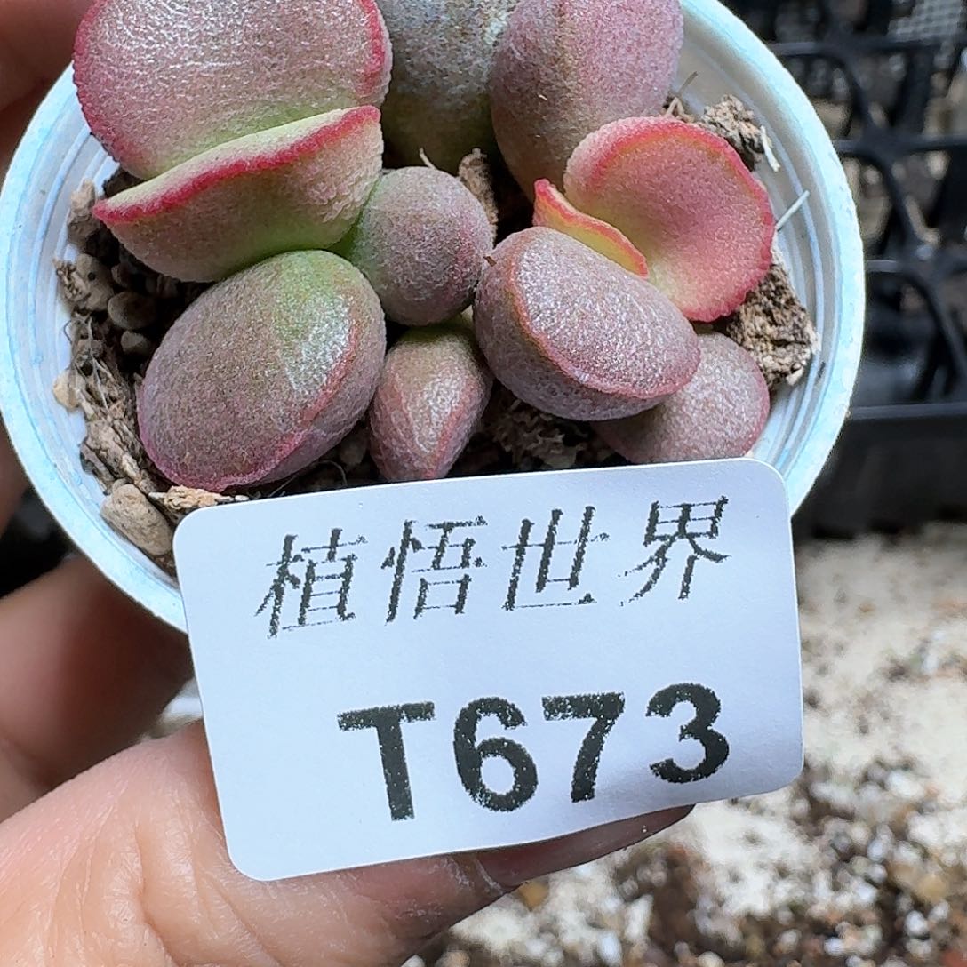673盒多肉植物哇f g