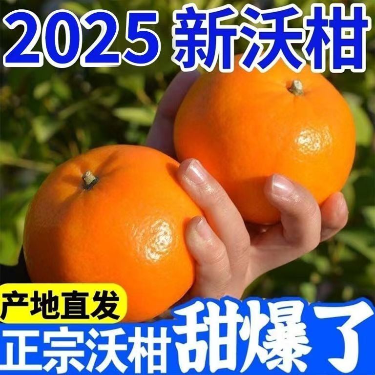 现摘现发沃柑新鲜水果爆甜多汁当季桔子有籽柑橘可供到10月