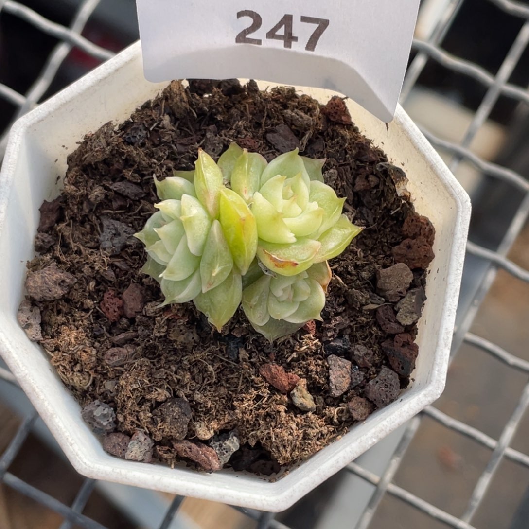 奔****247号糖心冰心珍妮 繁星