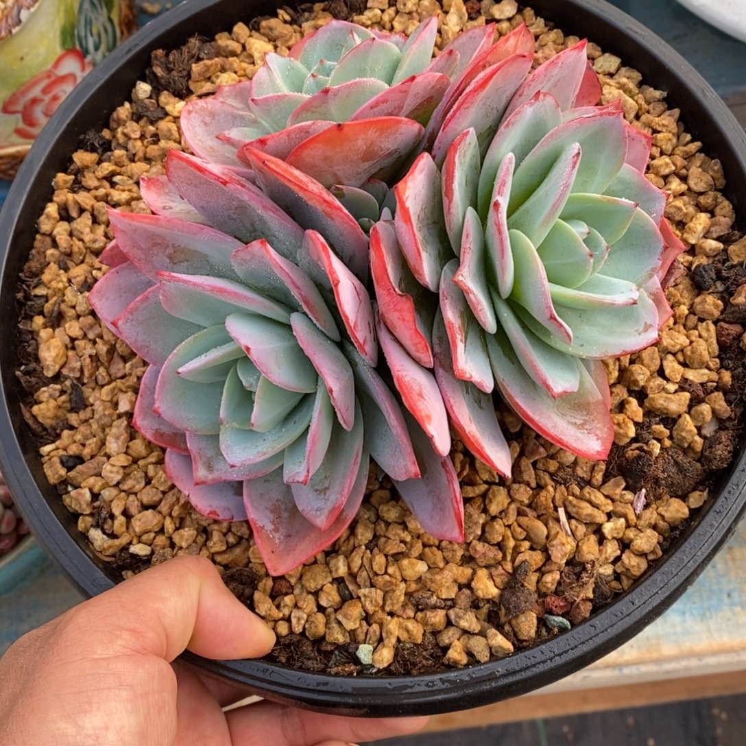 多肉植物一物一拍多肉