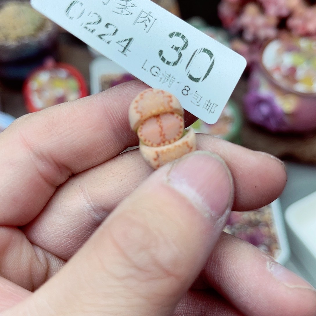 郎哥多肉生石花24-30