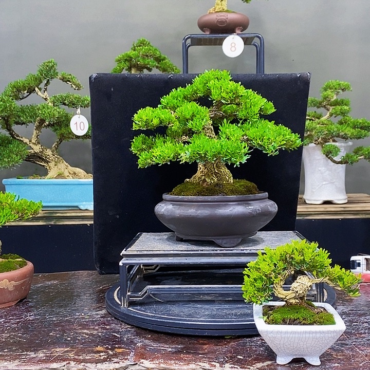 无花朵m黄杨盆景四季常青