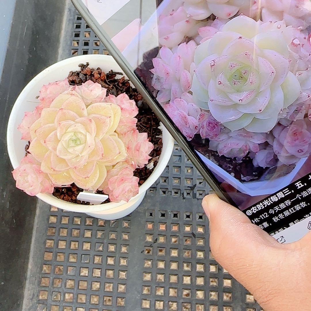 红***桃0101-107（ht-112）优选